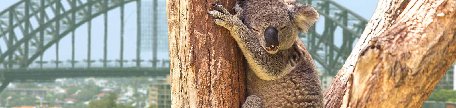Sydney<>Cairns Hop On Hop Off