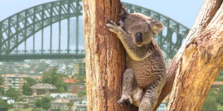 Sydney<>Cairns Hop On Hop Off