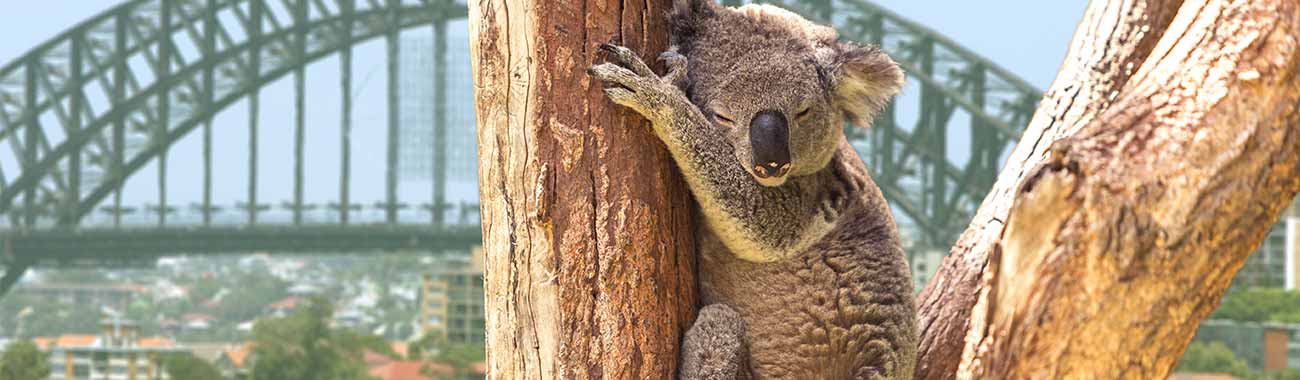 Sydney<>Cairns Hop On Hop Off