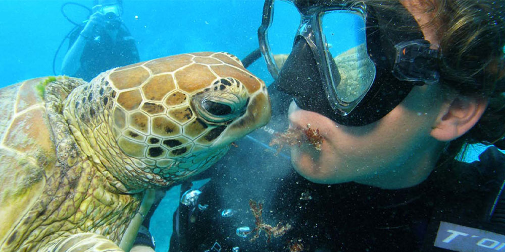 Turtle Kiss