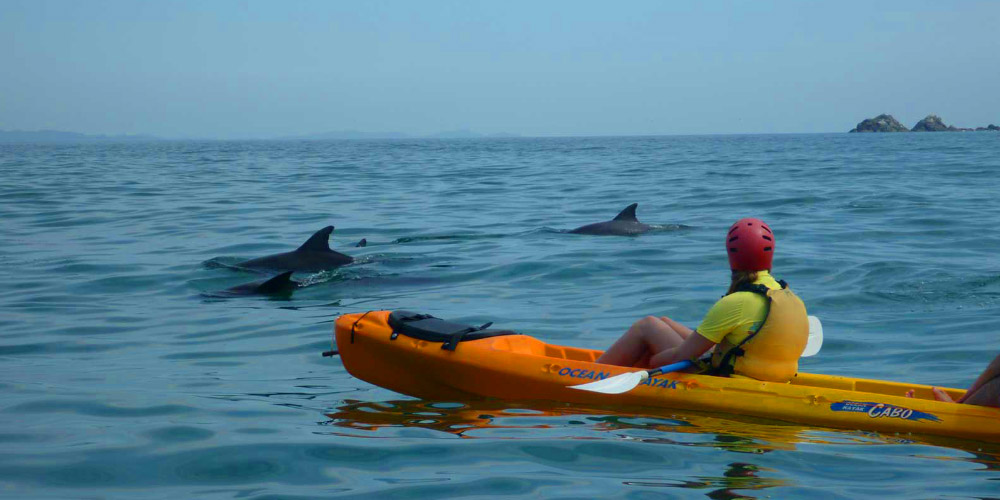 Kayak with Dolphins in Byron Bay Greyhound Australia